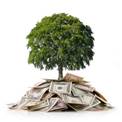 https://media.istockphoto.com/photos/investment-and-environment-tree-on-a-heap-of-money-picture-id185317325?k=6&m=185317325&s=612x612&w=0&h=xONj-Rf9sNvws4P-R5wb2I0JL4ibp3MYrOdi1MUhDnE=